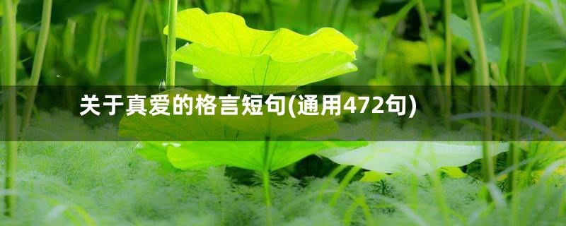 关于真爱的格言短句(通用472句)