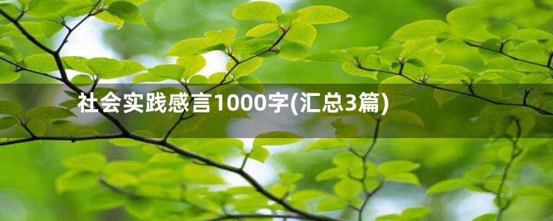 社会实践感言1000字(汇总3篇)