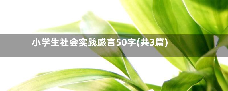 小学生社会实践感言50字(共3篇)