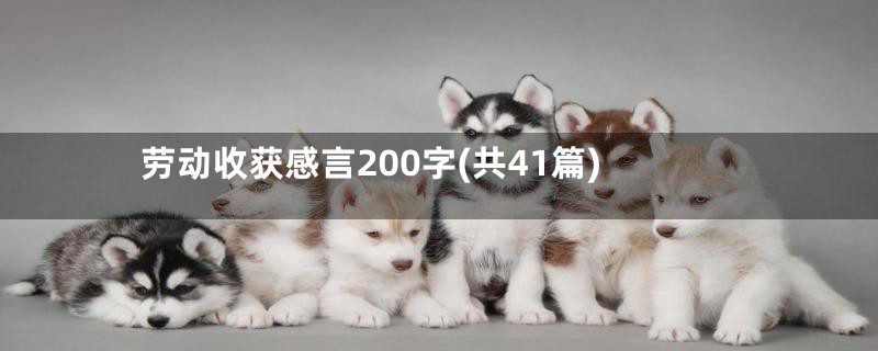 劳动收获感言200字(共41篇)