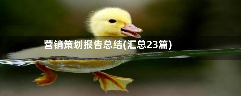 营销策划报告总结(汇总23篇)