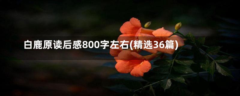 白鹿原读后感800字左右(精选36篇)